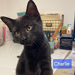 Thumbnail photo of Charlie #1