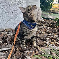 adopt a pet