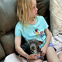 adopt a pet