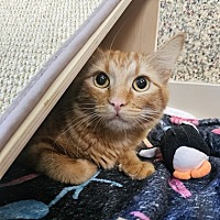 adopt a pet