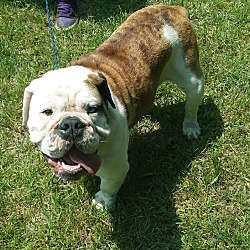 Monroe, Ct - English Bulldog. Meet Bogie A Pet For Adoption - Adoptapet.com