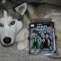 Thumbnail photo of Han Solo #4
