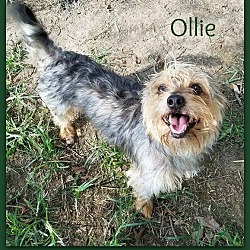Thumbnail photo of OLLIE #2