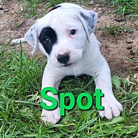Photo of Spot