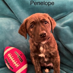 Thumbnail photo of Penelope #2