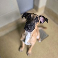 adopt a pet