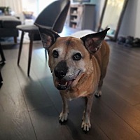 adopt a pet