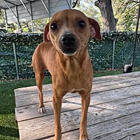 adopt-pet