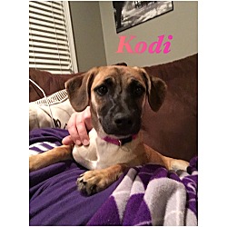 Thumbnail photo of Kodi #4