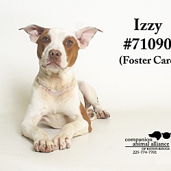 Thumbnail photo of Izzy  (Foster Care) #2