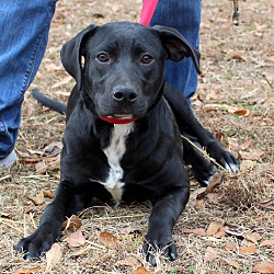 Thumbnail photo of Chelsey~adopted! #3