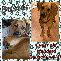 Photo of Buster