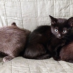 Thumbnail photo of #2 Russian Blue and Siamese #3