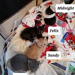 Photo of Dusty, Sandy, Felix, Midnight