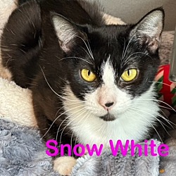 Photo of SNOW WHITE (f)