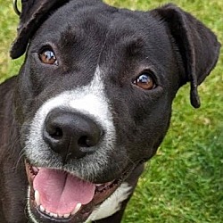 Thumbnail photo of Buddy - Adopt Me! #1