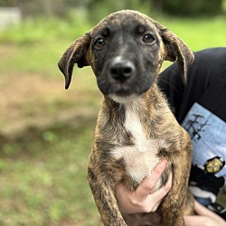 Thumbnail photo of Calhoun litter #1