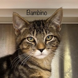 Thumbnail photo of Bambino #1