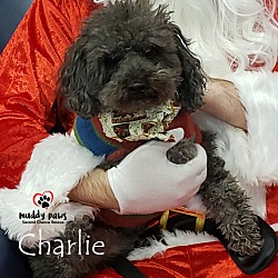 Thumbnail photo of Charlie #3