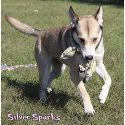 Thumbnail photo of Silver Sparks #2