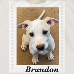 Thumbnail photo of Brandon #2