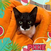 adopt a pet
