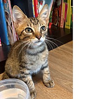 adopt a pet