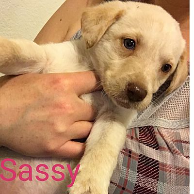 lab mix puppies for sale near me