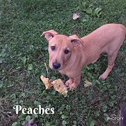 Thumbnail photo of Peaches #2