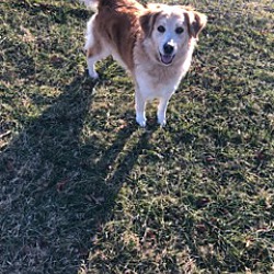 bonded pet photo