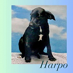 Photo of Harpo