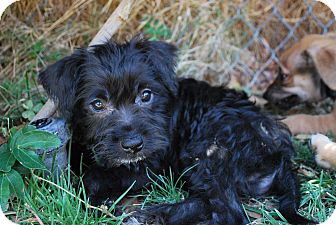 small black terrier mix