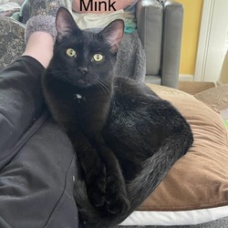 Thumbnail photo of Mink - Felvy Kitty #2