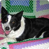 Portland Or Border Collie Meet Heather A Pet For Adoption