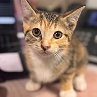 adopt a pet