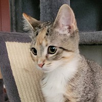 adopt-pet