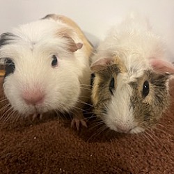 bonded pet photo