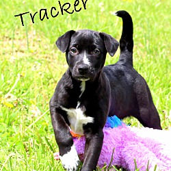 Thumbnail photo of Tracker~adopted! #1