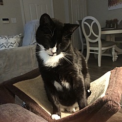 Photo of Kitty Tom