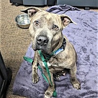 adopt a pet