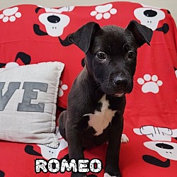 Photo of Romeo