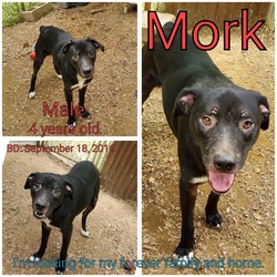 Thumbnail photo of Mork #3