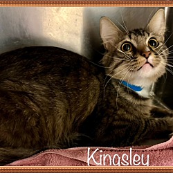 Thumbnail photo of KINGSLEY #3