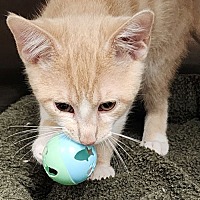 adopt a pet