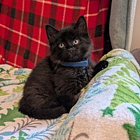 adopt-pet