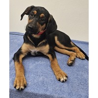 adopt-pet