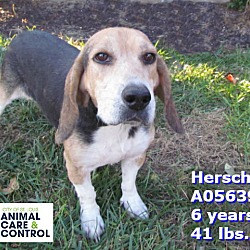 Thumbnail photo of Herschel #1