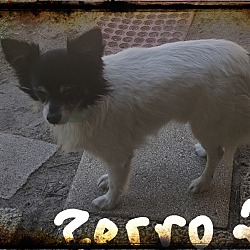 Thumbnail photo of Zorro #2