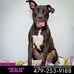 Photo of Sealia