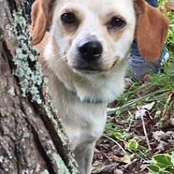 Roxboro, Nc - Chihuahua Beagle. Meet Penny Lane A Pet For Adoption 